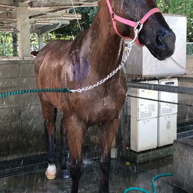 9月1日、冷やし馬始めましたが、何か？の画像