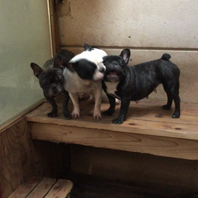 犬舎の朝の画像