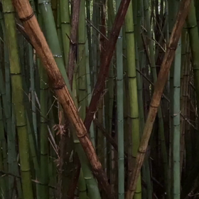 “自然と音遊び” プロジェクト vol.043！の画像