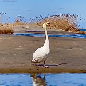 白鳥、世界平和の画像