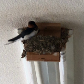 帰って来ましたよーの画像