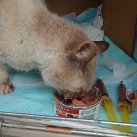 シャムちゃん、ご飯が❗の画像