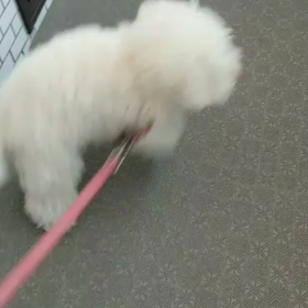 我が家のワンコ事情の画像