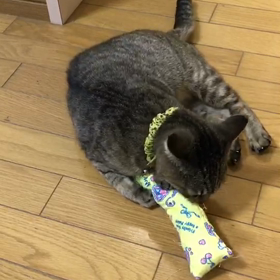 ケリぐるみ。その後の画像