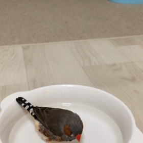 キンカの日の画像