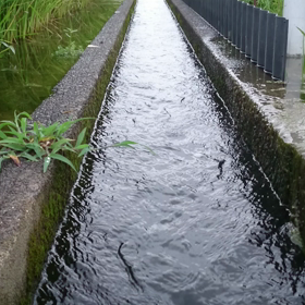 ひまわりまつり動画4の画像