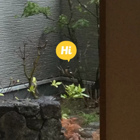 鳥のジョウビタキの画像