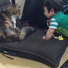 息子と猫ムービー♡の画像