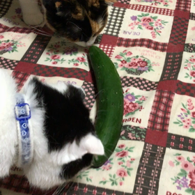 さぶリナvs胡瓜の画像