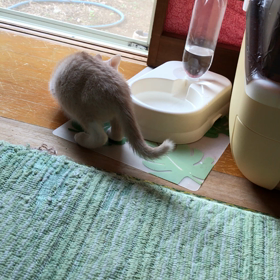 朝から運動会！の画像