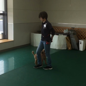 ドッグダンス競技会出たかった（モカちき編）の画像