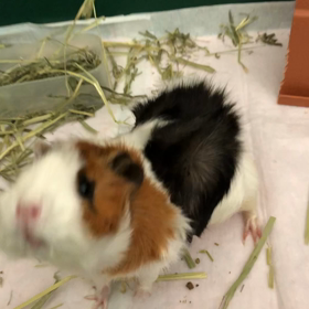 アビちゃんとキュウリ。の画像