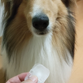 僕は知ってしまったの画像