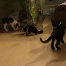 さっかーの画像