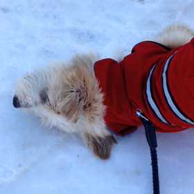 すーいすいの画像