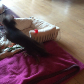 暴れる君（苦笑）の画像