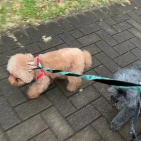 12月30日15わんこと1時間30分遠足　　代々木公園の画像