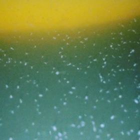 タマミジンコ培養のあれから、、、、の画像