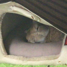 自己防衛本能を失ったうさぎの画像