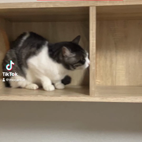 クッキーと仲良くしたいモカの画像