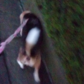 散歩にての画像