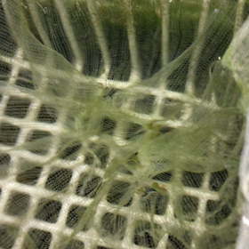 メダカの孵化したが……の画像