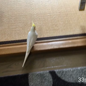 こっち来て！の画像