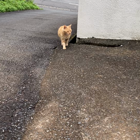 この子、妊娠してませんか？の画像