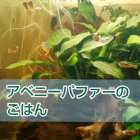 駒之助　あべ兄(にい)になる宣言の画像