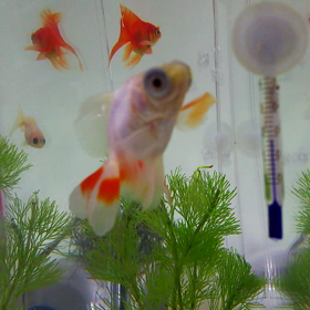 気まま。の画像