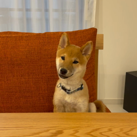 可愛い仕草。の画像