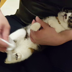 あんよ、ふきふきの画像