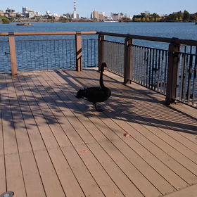 221   眼科とラジオ体操第二・・・の画像