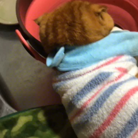 ぽんちゃん(284) 10/4の画像