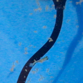 日本オランダ孵化20日目2の画像