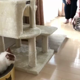 ロイ君　トライアルに行くの画像