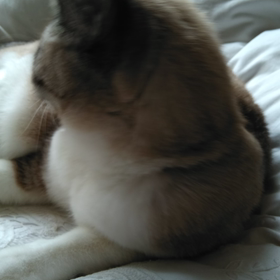 初動画だす(^^)vの画像