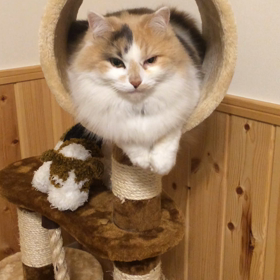 ニャンコのお家の画像