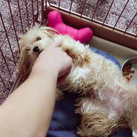 私の癒しの画像