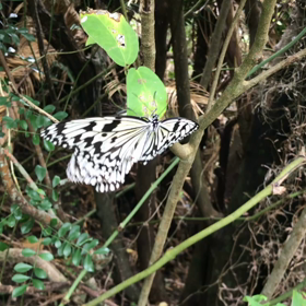 ラッキーサイン☆彡の画像