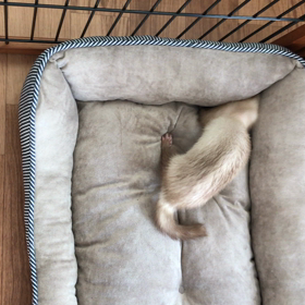 今日のシナモン  新しいもの好き  ②の画像