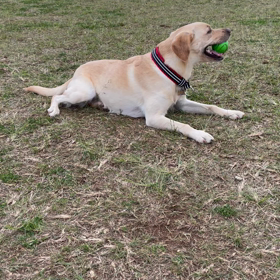 愛犬の癖の画像