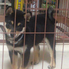 つぶやき。の画像