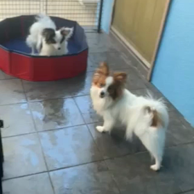 ハープ君ホルン君からのお便りですの画像