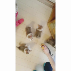 ちびシェルわらわらの画像