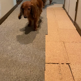 ココアの前脚の異変。そしてマロンまでの画像