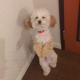 ココの得意技の画像