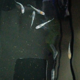 よろしくお願い致しますの画像