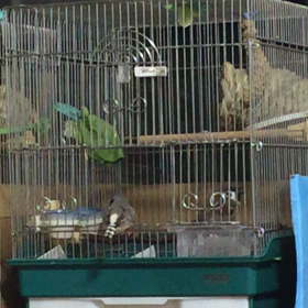 動画  すずめジュジュジュジュの画像