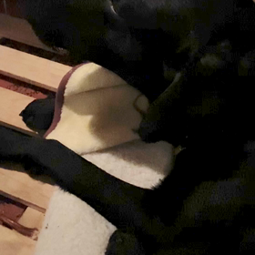 馬アキレス、うっま〜の画像